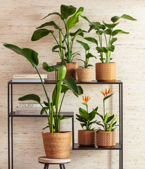  Baumstrelitzie - Strelitzia Nicolai