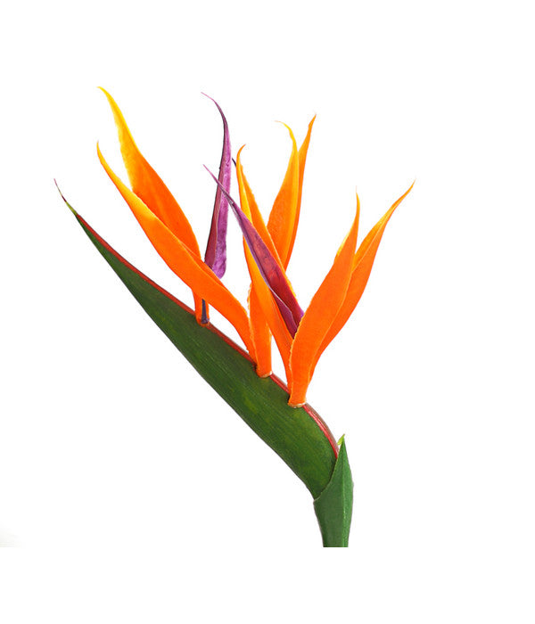  Paradiesvogelblume