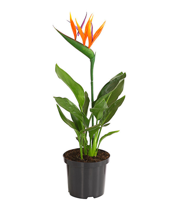  Paradiesvogelblume