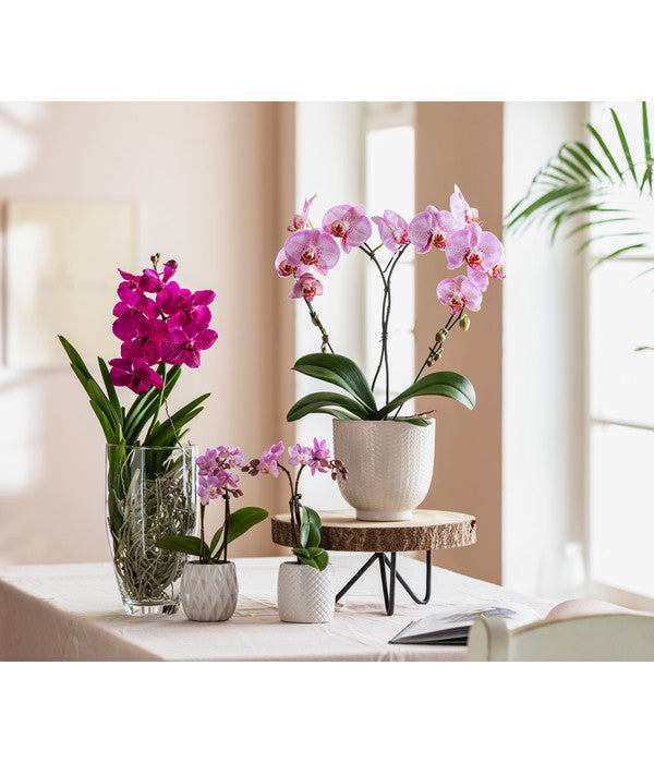  Orchidee - Vanda Cultivars 'Vanda', Im Glas