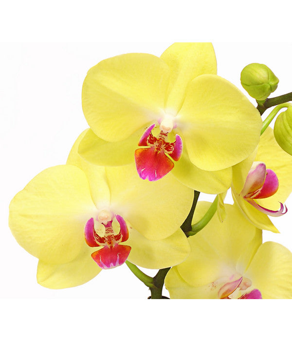  Schmetterlingsorchidee - Phalaenopsis Cultivars, Verschiedene Sorten