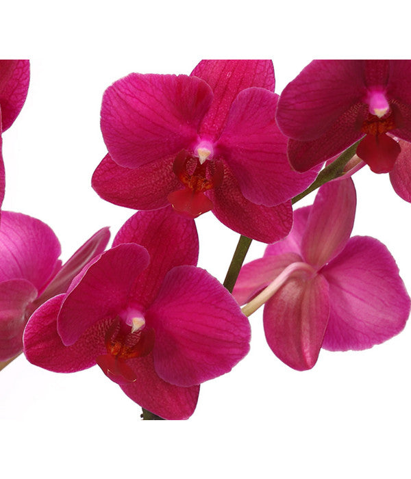  Schmetterlingsorchidee - Phalaenopsis Cultivars, Verschiedene Sorten