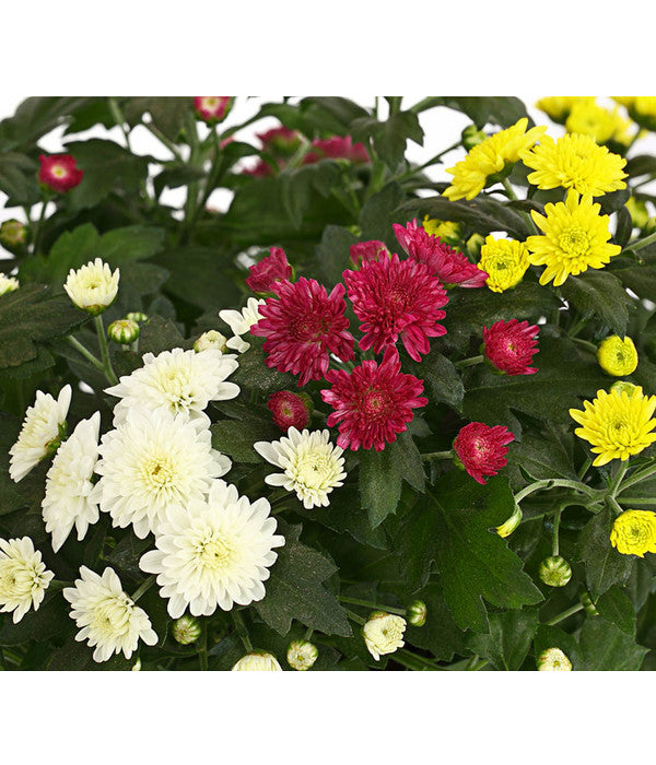  Herbst Chrysanthemen-Trio