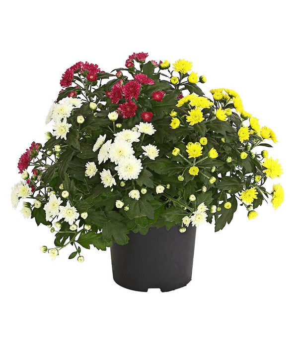  Herbst Chrysanthemen-Trio