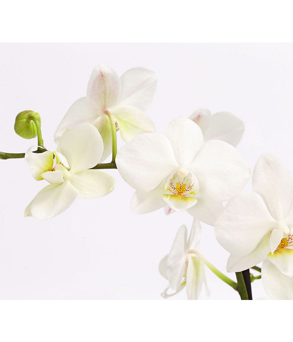  Schmetterlingsorchidee - Phalaenopsis Cultivars 'Multiflora'