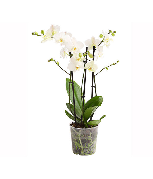  Schmetterlingsorchidee - Phalaenopsis Cultivars 'Multiflora'