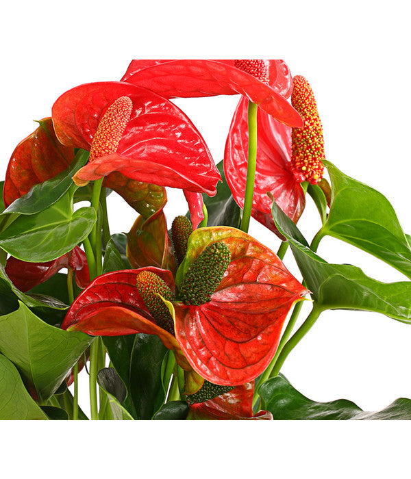  Große Flamingoblume - Anthurium Andreanum 'Sierra Magic Red'