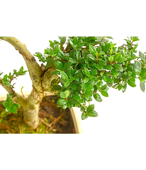  Outdoor-Bonsai Japanische Stechpalme - Ilex Crenata