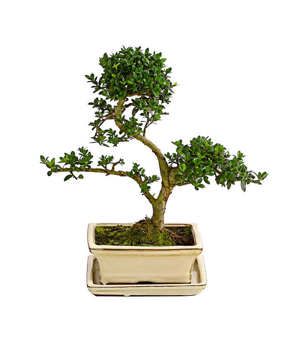  Outdoor-Bonsai Japanische Stechpalme - Ilex Crenata