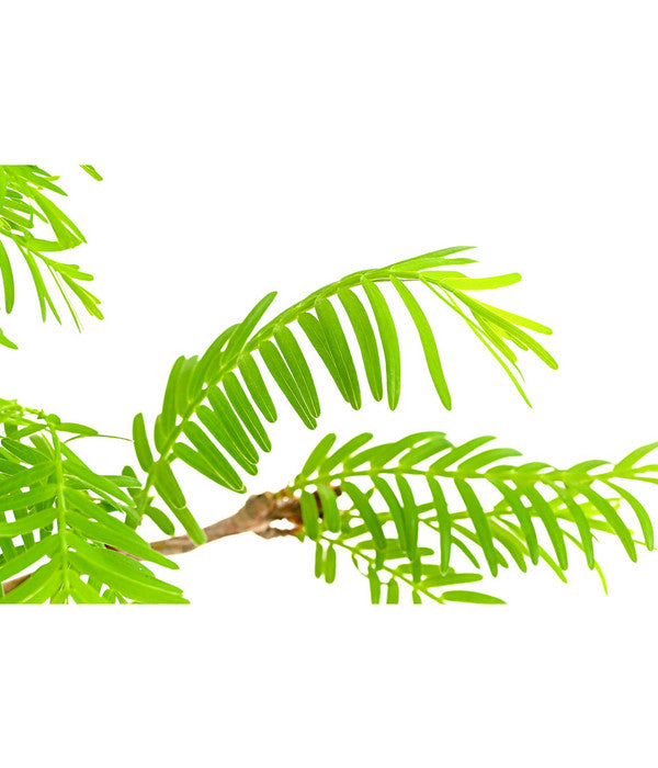  Outdoor-Bonsai Urweltmammutbaum - Metasequoia Glyptostroboides