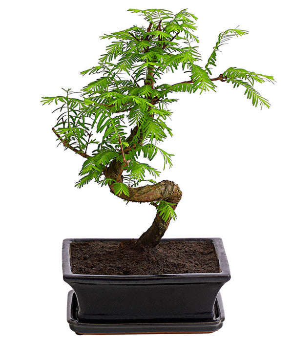  Outdoor-Bonsai Urweltmammutbaum - Metasequoia Glyptostroboides