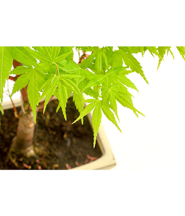  Outdoor-Bonsai Ahorn - Acer Palmatum