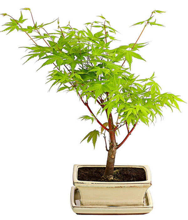  Outdoor-Bonsai Ahorn - Acer Palmatum