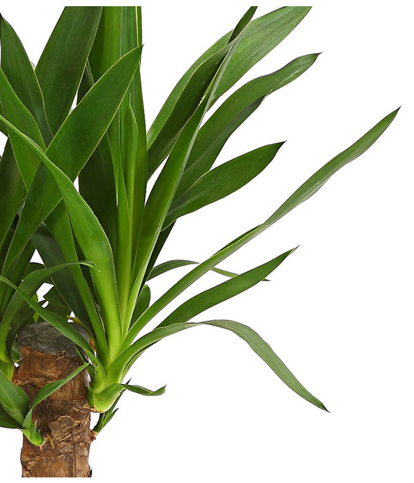  Yucca-Palme - Yucca Elephantipes