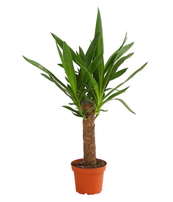  Yucca-Palme - Yucca Elephantipes