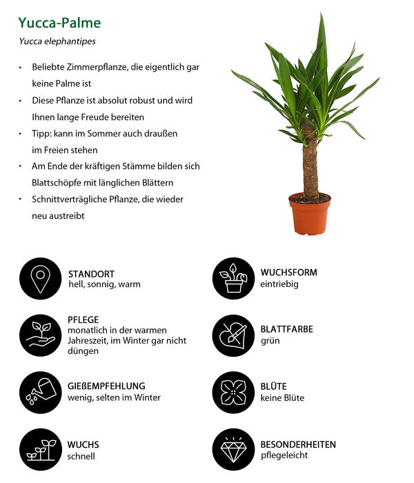  Yucca-Palme - Yucca Elephantipes