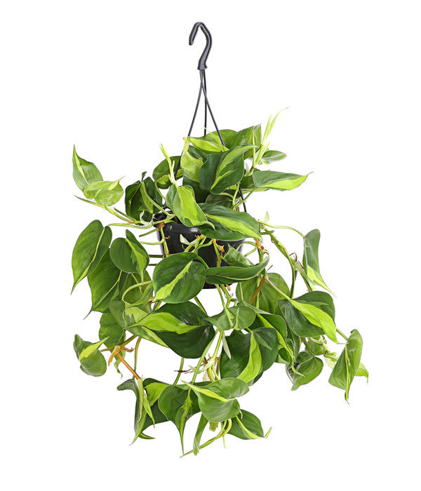  Baumfreund - Philodendron Scandens 'Brasil', Ampel