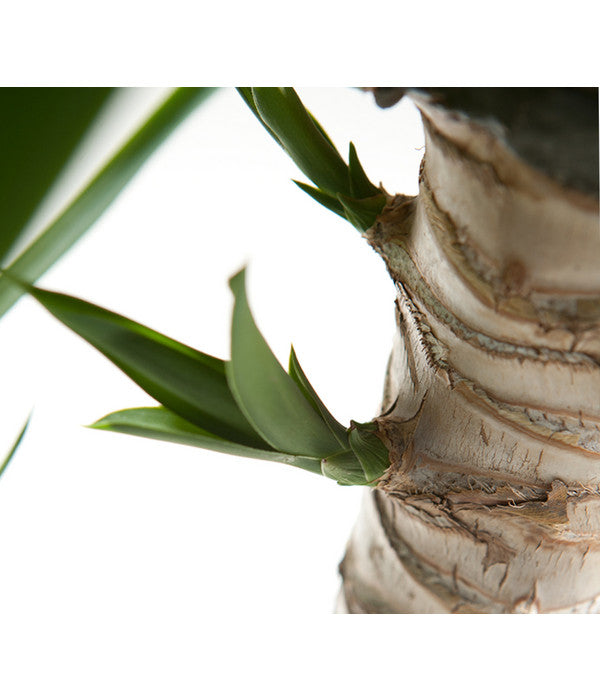  Yucca-Palme - Yucca Elephantipes
