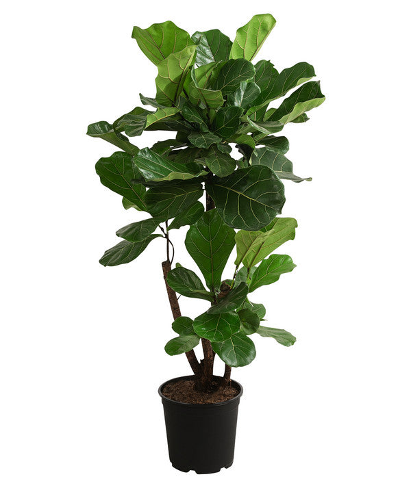  Geigenfeige - Ficus Lyrata, Verzweigt