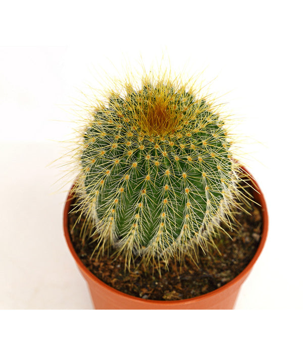  Notocactus - Parodia Leninghausii