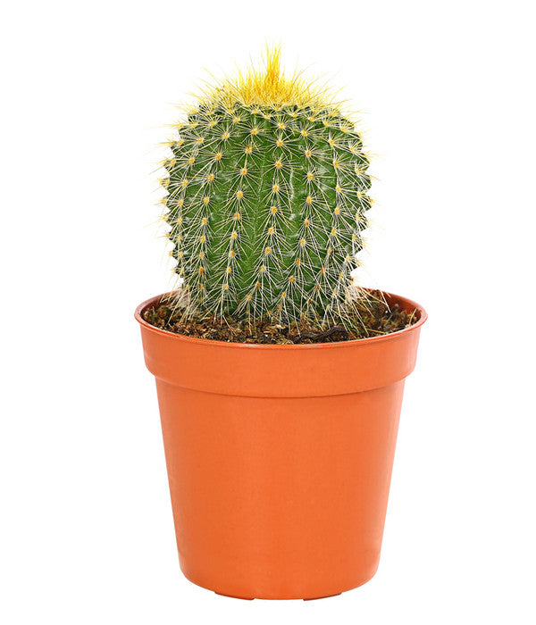  Notocactus - Parodia Leninghausii