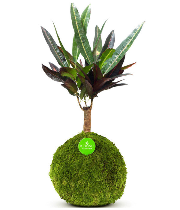  Kibonu Wunderstrauch - Codiaeum Variegatum 'Yelda'