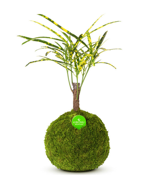  Kibonu Wunderstrauch - Codiaeum Variegatum 'Soley'