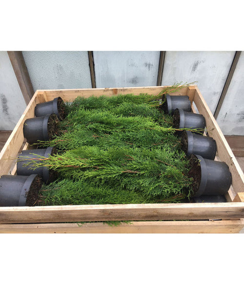  14 Meter Lebensbaum 'Brabant', 40 X Ca. 80-100 Cm