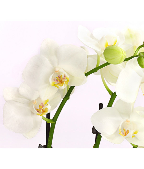  Midi Schmetterlingsorchidee - Phalaenopsis Cultivars, Weiß