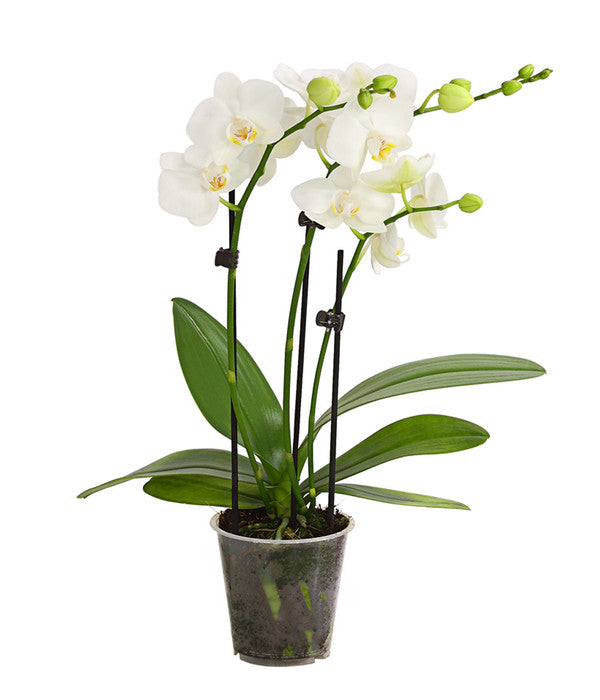  Midi Schmetterlingsorchidee - Phalaenopsis Cultivars, Weiß