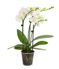  Midi Schmetterlingsorchidee - Phalaenopsis Cultivars, Weiß