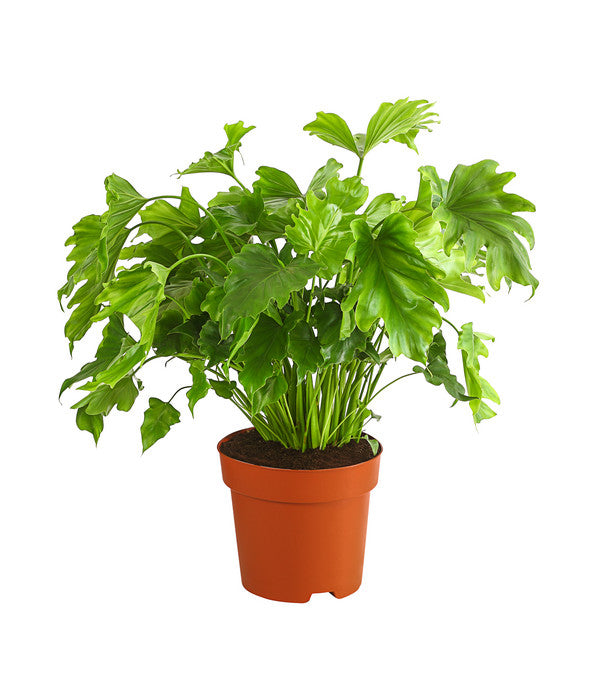  Baumfreund - Philodendron 'Little Hope'