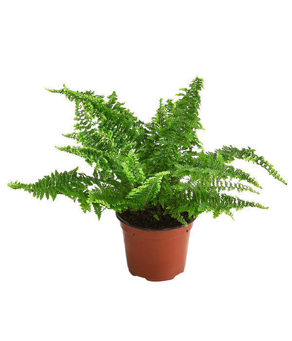  Schwertfarn - Nephrolepis Exaltata 'Corditas'