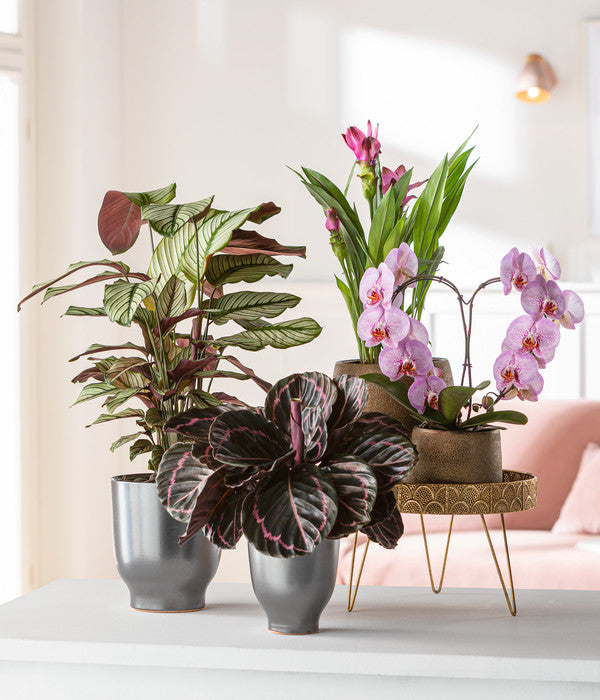  Korbmarante - Calathea Roseopicta 'Medallion'
