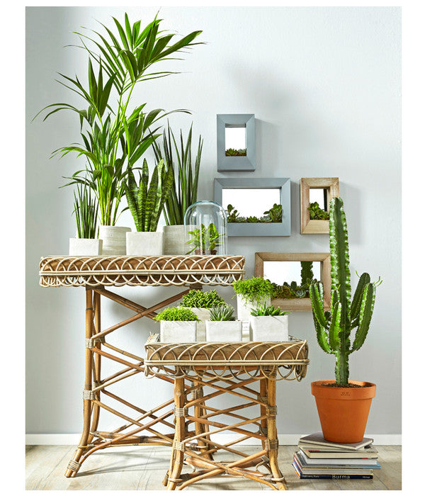  Bogenhanf - Sansevieria Cylindrica 'Mikado'