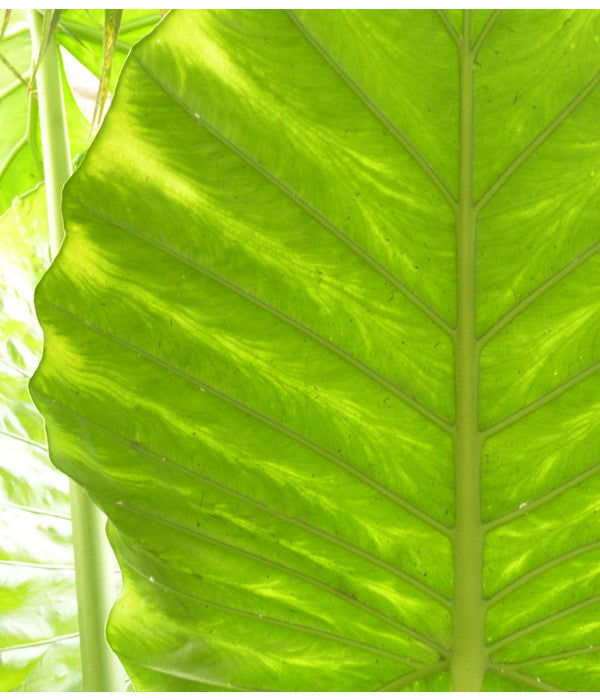  Pfeilblatt - Alocasia Portodora