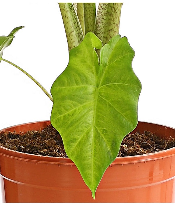  Pfeilblatt - Alocasia Portodora
