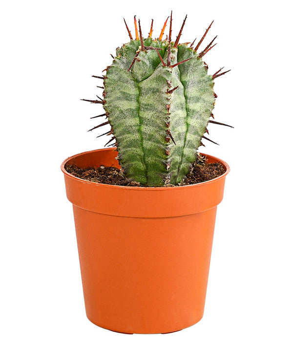  Kaktus - Cactaceae, Verschiedene Sorten