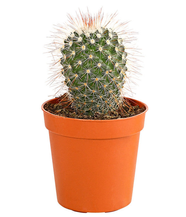  Kaktus - Cactaceae, Verschiedene Sorten