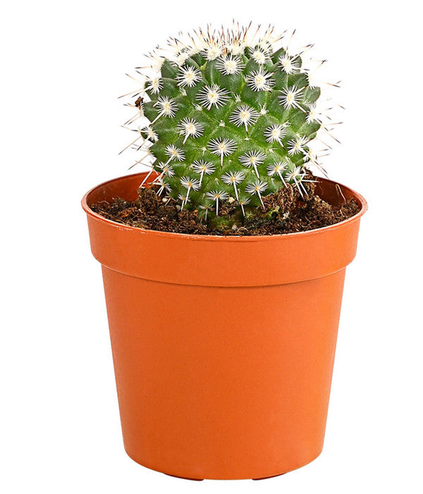  Kaktus - Cactaceae, Verschiedene Sorten