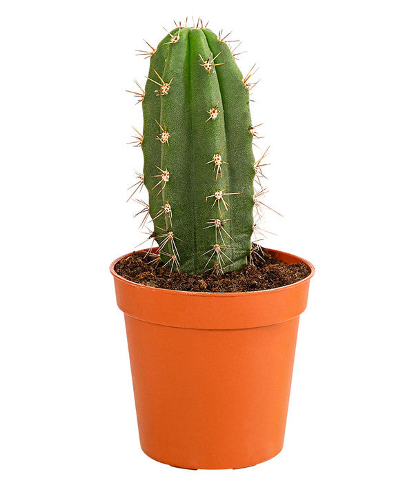 Kaktus - Cactaceae, Verschiedene Sorten