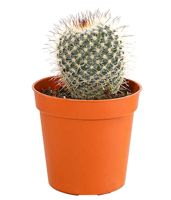  Kaktus - Cactaceae, Verschiedene Sorten