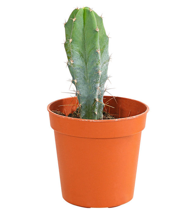  Kaktus - Cactaceae, Verschiedene Sorten