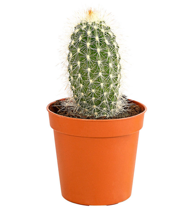  Kaktus - Cactaceae, Verschiedene Sorten