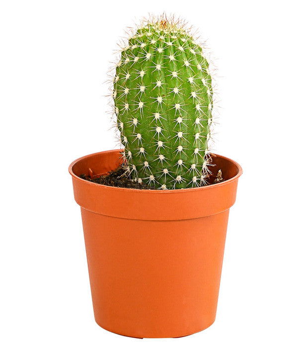  Kaktus - Cactaceae, Verschiedene Sorten