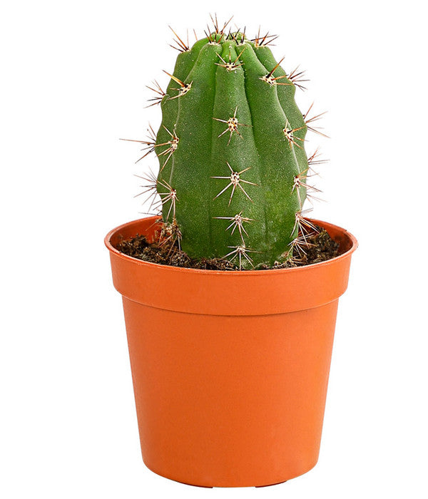  Kaktus - Cactaceae, Verschiedene Sorten