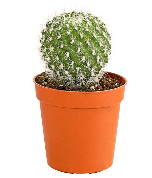  Kaktus - Cactaceae, Verschiedene Sorten