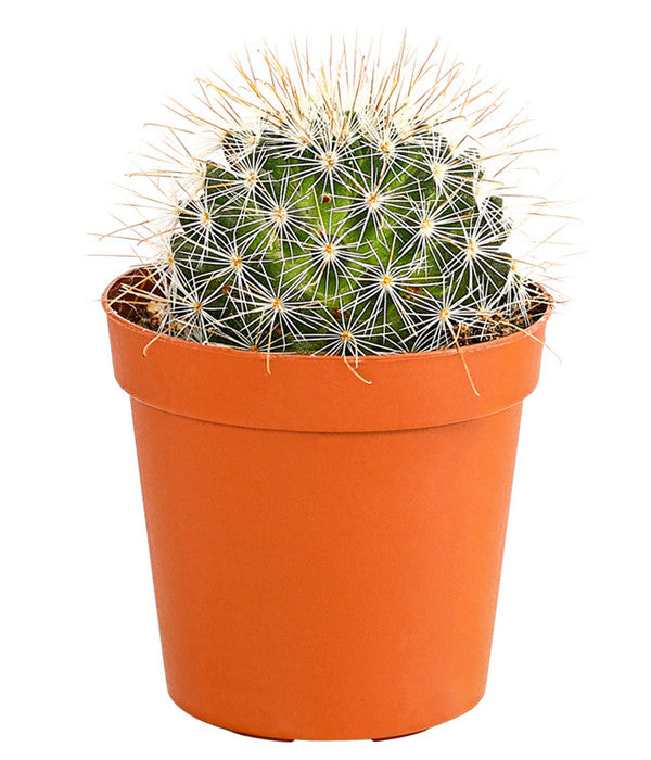  Kaktus - Cactaceae, Verschiedene Sorten