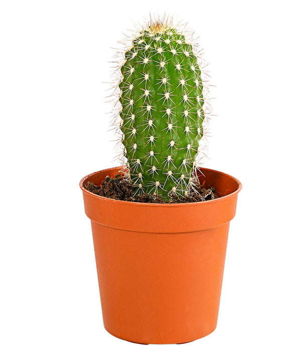  Kaktus - Cactaceae, Verschiedene Sorten