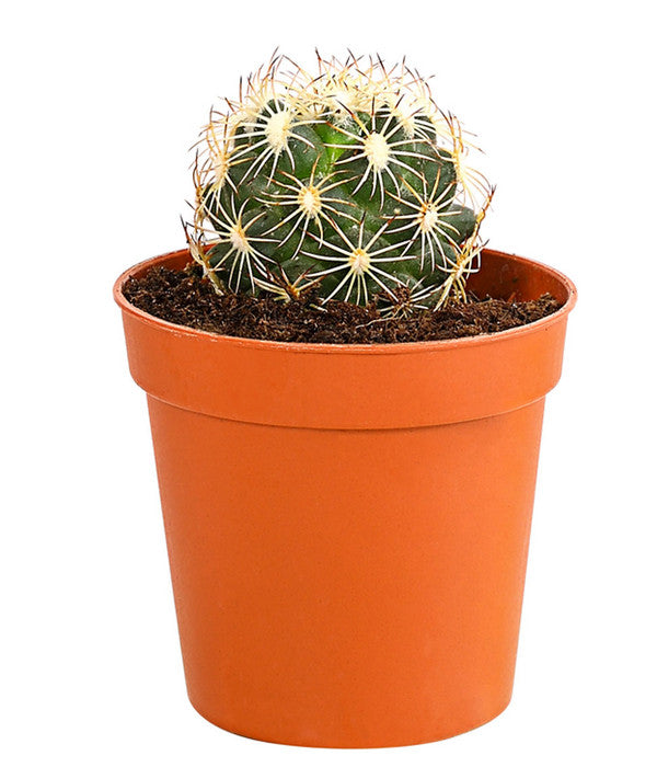  Kaktus - Cactaceae, Verschiedene Sorten